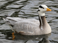 Bar-headed Goose